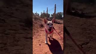 Wren learning to walk on leash