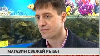 Магазин свежей рыбы. Новости. GuberniaTV