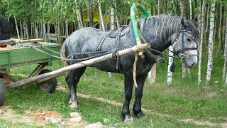 Практика: как запрячь лошадь в русскую дуговую упряжь