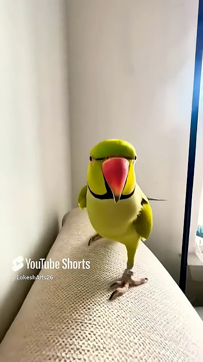 Funny Parrots Singing Viral Apt Apt Song #birds #funny #pets #parrot