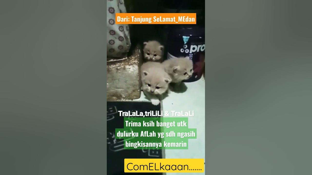 Tralala,Trilili & Tralali 🤪 - YouTube