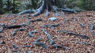 Ordesa Ernesto Cortazar Colors