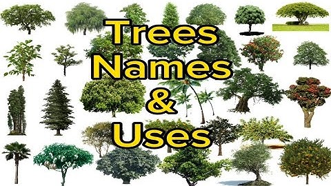 Trees names | 50+ Trees names in English and trees uses | Different types of trees names |