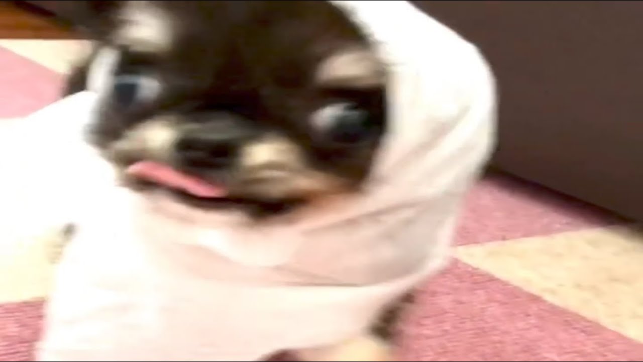 UNUSUAL MEMES COMPILATION V47