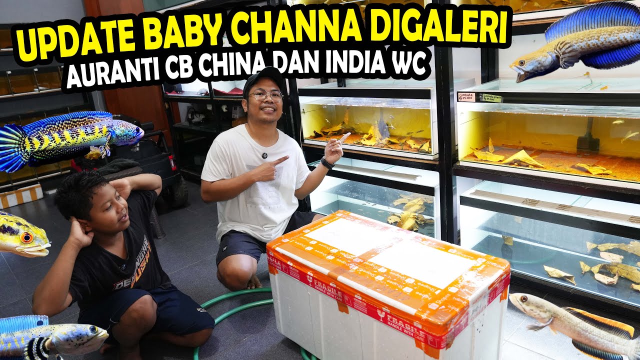 UPDATE! SEMUA ANAKAN CHANNA & CB CHINA DAN WC INDIA DIGALERI BOS BOS QU