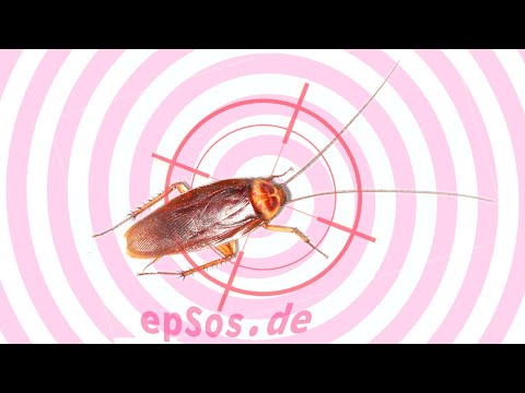 Make Cockroach Trap with Sticky Tape. Remove Cockroaches from Home and Kitchen.