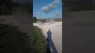 Horse and buggy doing donuts