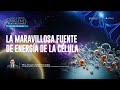 NOR 7 - 15 - La maravillosa fuente de energía de la célula