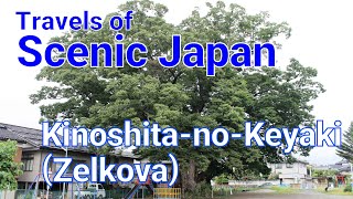 【旅エイター ★ 2293】Kinoshita-no-Keyaki (Zelkova)   [Travels of Scenic Japan by Tabiator]