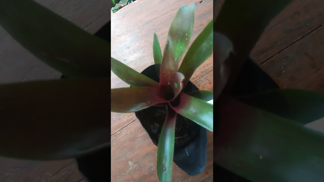 එන්න, මල් පැල ගන්න අඩු මුදලට.. ඔබටයි මේ අාරාධනා🙏🙏🌷plant sale, 8 what's app 0713609685 message/call