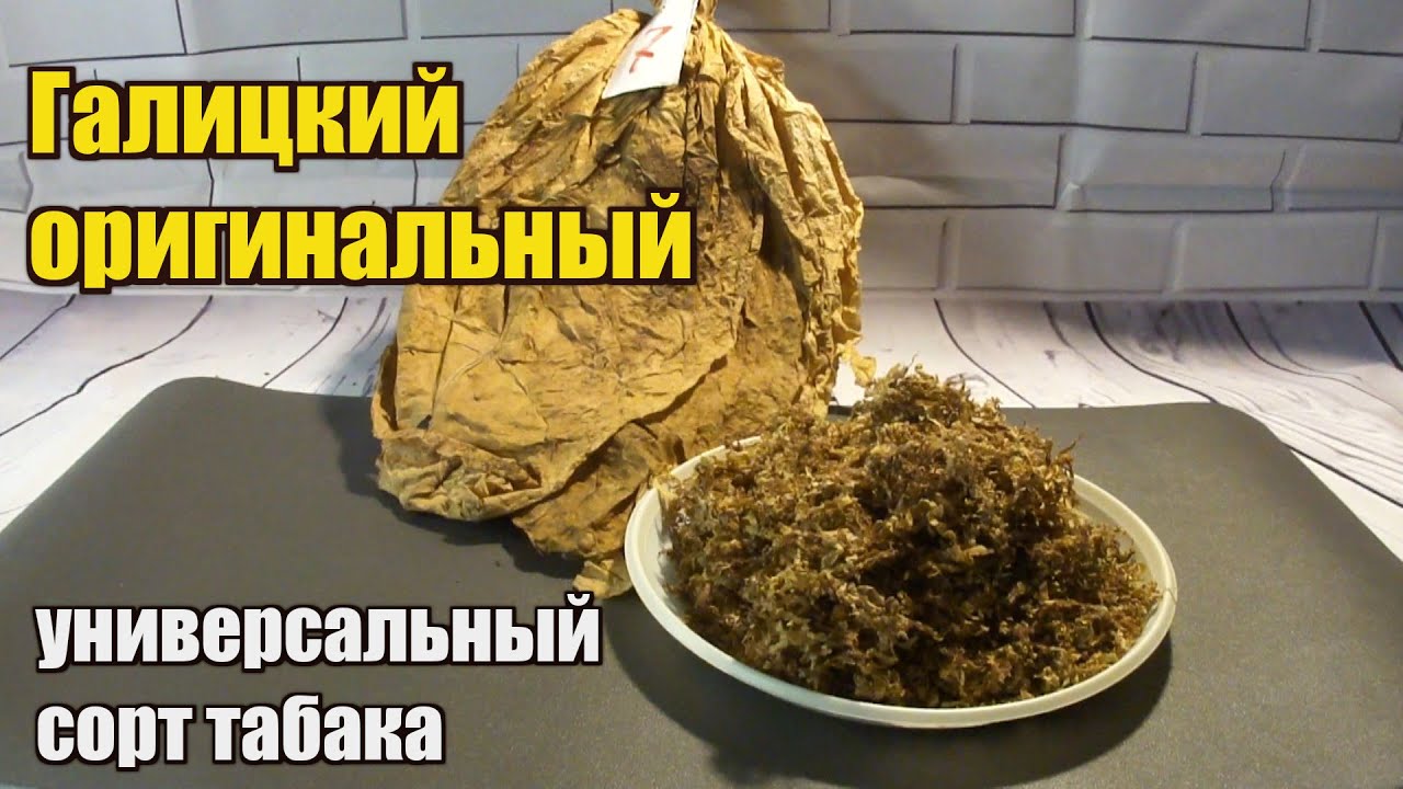 Обзор сорта табака Галицкий Оригинальный