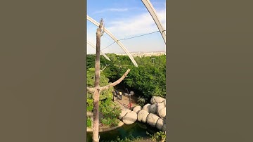 Grand aviary #dubaisafaripark #dubai #destination #trending #shorts