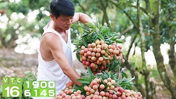 Đẩy mạnh xuất khẩu vải thiểu bằng đường biển | VTC16