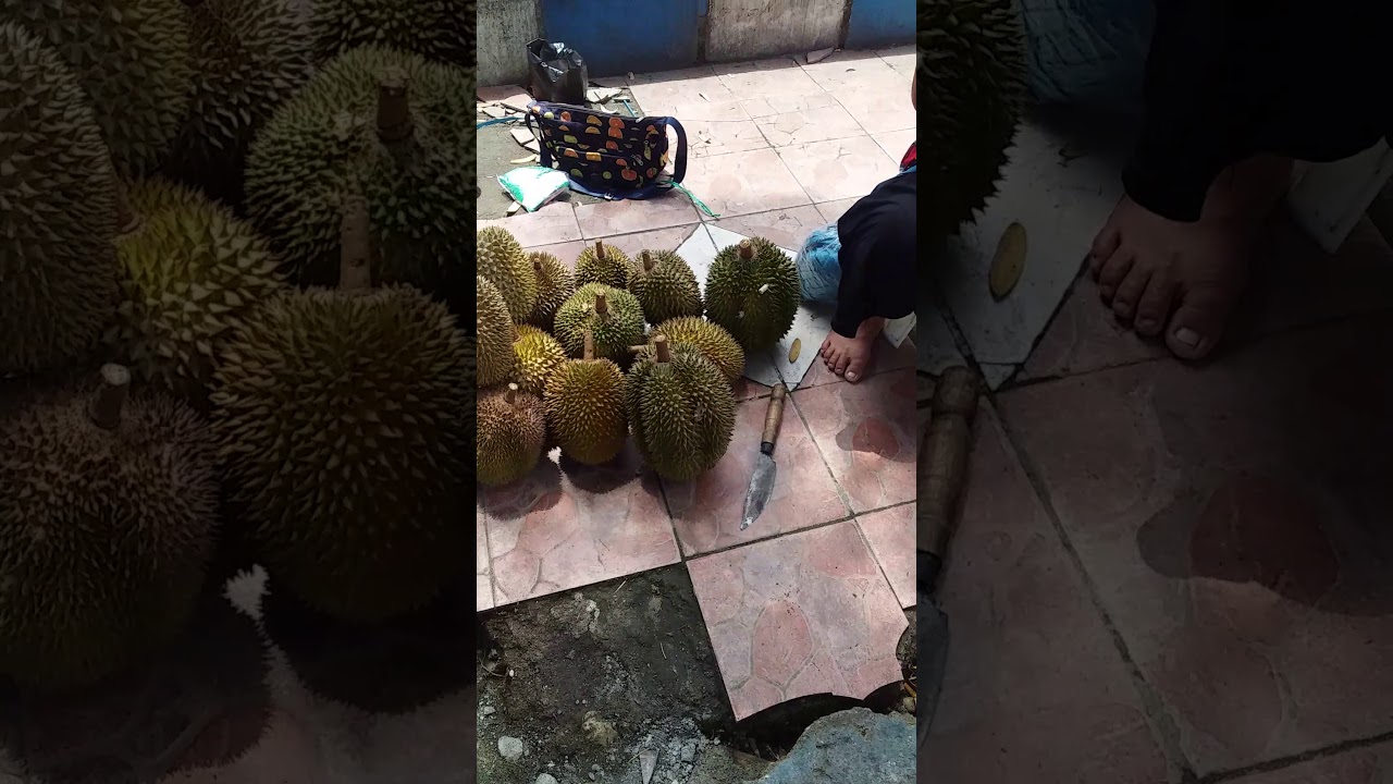 #durianmontong #panendurian #duriankakilima #durianenak beli durian