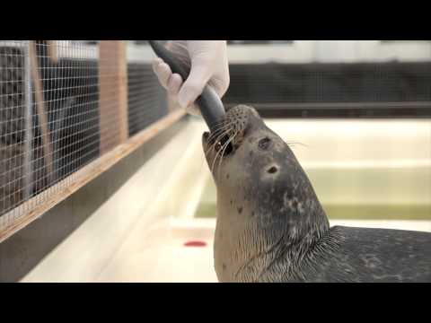 Zeehonden op eiland