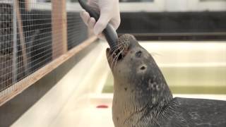 Zeehonden Op Eiland Goeree-Overflakkee - A Seal Stellendam