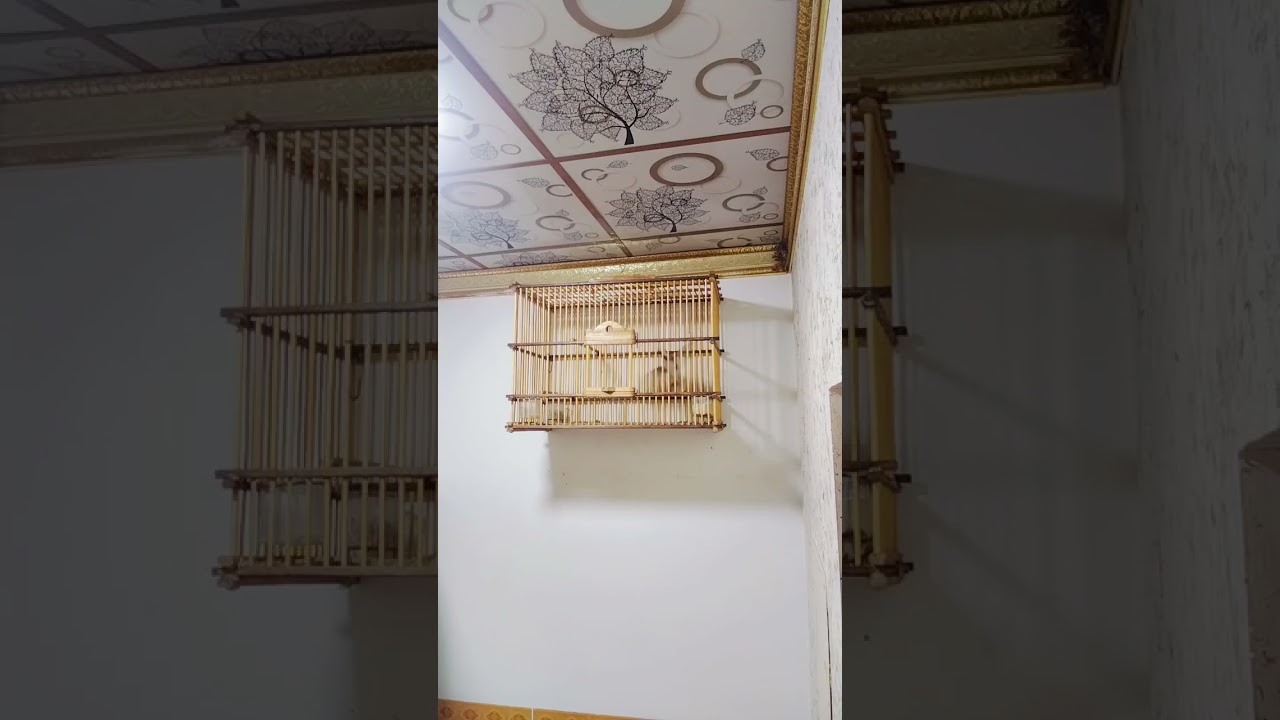 تغريد ارقى بلبل من تراث كركوك كنز ملوك بلابل ثامر صلاح كركوك 