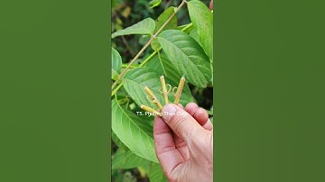 Câu Đằng – Thảo dược nổi tiếng giúp an thần, hạ huyết áp, giảm đau đầu hiệu quả #thaoduoc #suckhoe