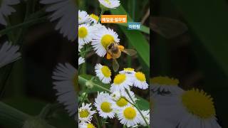 메밀꽃 필무렵#이찬원#들나물란