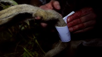 Swhacker Broadheads - The Breaking Point