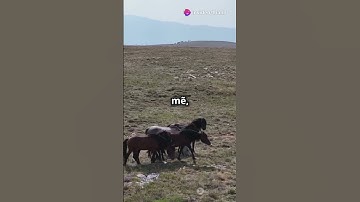 Cuộc sống của những chú ngựa hoang dã trên thảo nguyên mông cổ