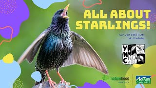 Creature Feature: All About European Starlings! with Researcher Maheshi Dharmasiri