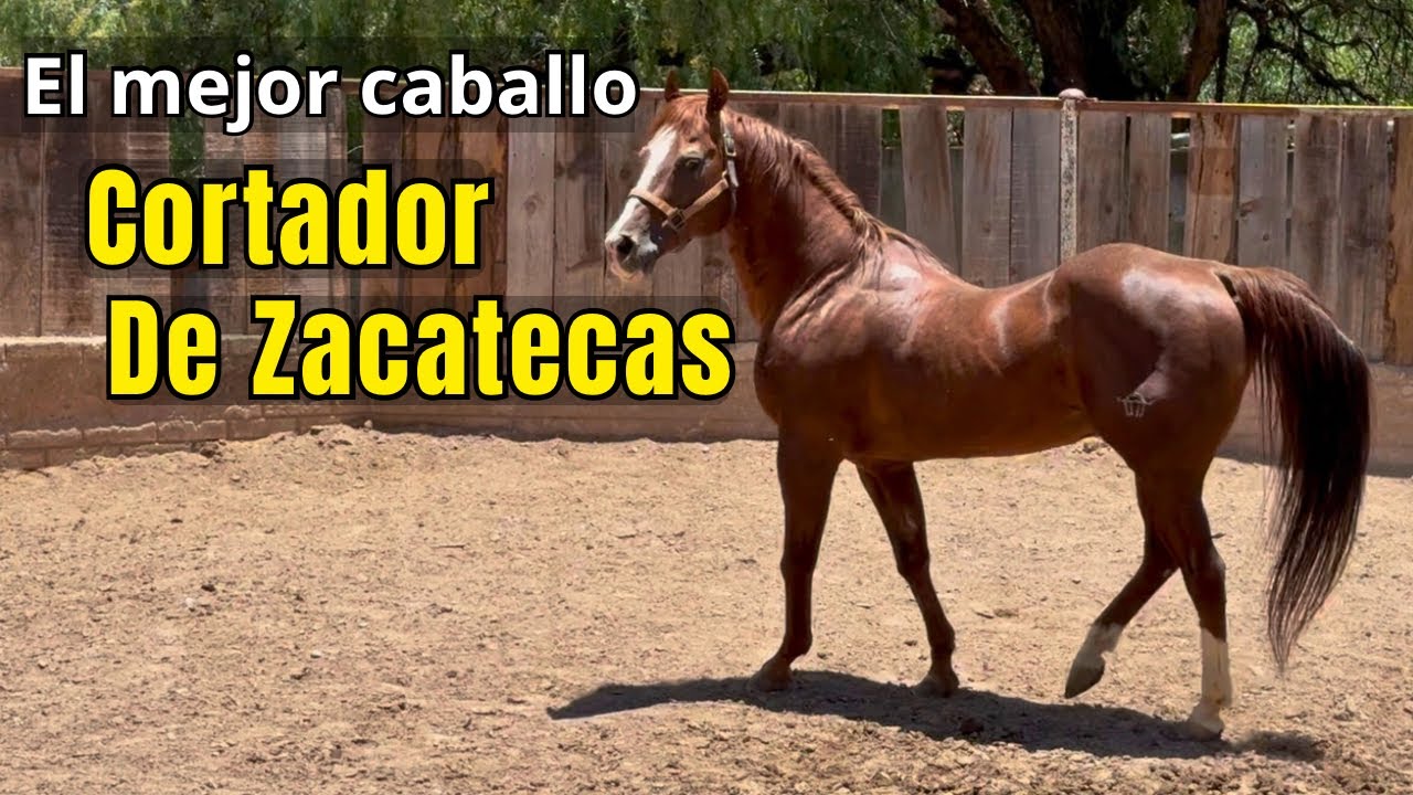 Desde Zacatecas: Caballos Cuarto de milla de gran calidad