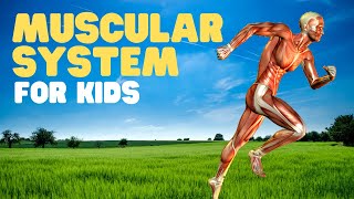 Muscular System for Kids | Muscles for kids | A fun intro to the muscular system