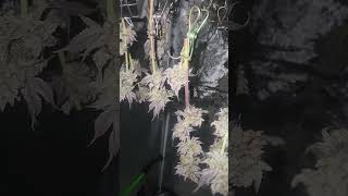 @Wicked Genetics GARY PAYTON S1 HARVEST 🪓🪓🪓⛽️⛽️💥💥💥🔥🔥🔥🔥🙏🙏🙏🙏🙏💯