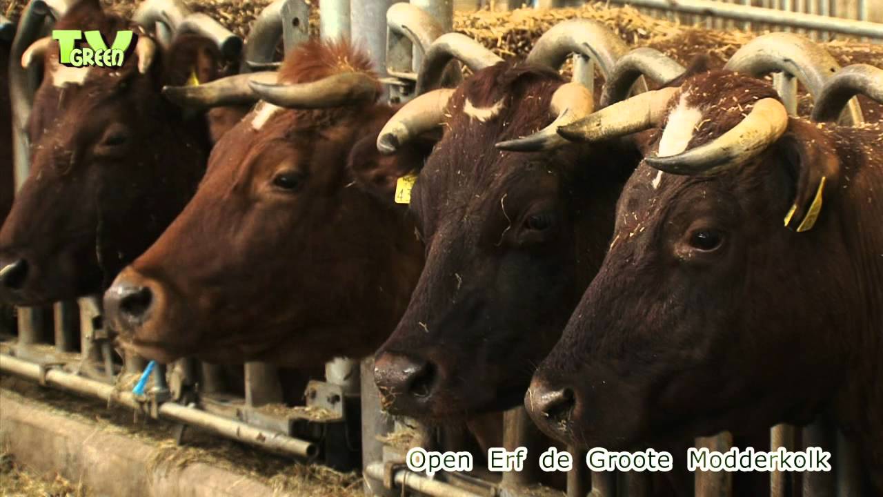Stamboekkeuring Brandrode Runderen