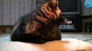 シクラメンとたぬきのポチ　Cyclamen and Pochi of the tanuki