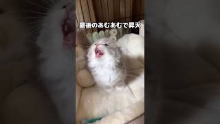 生きてるだけで可愛いのにあむあむ言い始めて昇天 #子猫 #マンチカン #shorts