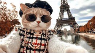 видео: Плейлист💿Треки из стильного бутика✨Stylish POP | Сборник поп-музыки картинка: Плейлист💿Треки из стильного бутика✨Stylish POP | Сборник поп-музыки