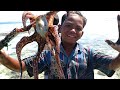 HUNTING SKILS master cilik berburu UDANG MONSTER, KERANG LAUT & GURITA saat Air Surut _Catch Octopus