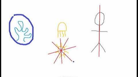 Biology Animal Symmetry