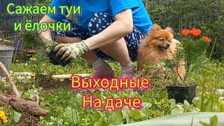 🏡 НАША НОВАЯ СТАРАЯ ДАЧА / САЖАЮ ТУИ / РАБОТА НА УЧАСТКЕ / ГОТОВЛЮ КОМНАТУ ПОД ПОКРАСКУ #3