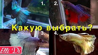 КАК ВЫБРАТЬ РЫБКУ В АКВАРИУМ? - ПОМОГИТЕ ВЫБРАТЬ | Elli Di Pets(Голосуйте за рыбки в комментариях под видео! Хочешь аквариум в подарок? Участвуй: http://goo.gl/MErbBV ▽Я в соц сетя..., 2016-10-03T12:30:10.000Z)