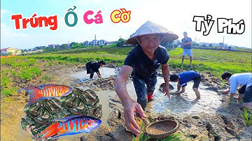 Bỗng Dưng Thành Tỷ Phú Khi Kiếm Được Ổ Cá Cờ Cả Làng Ra Bắt Không Hết / Quế Nghịch