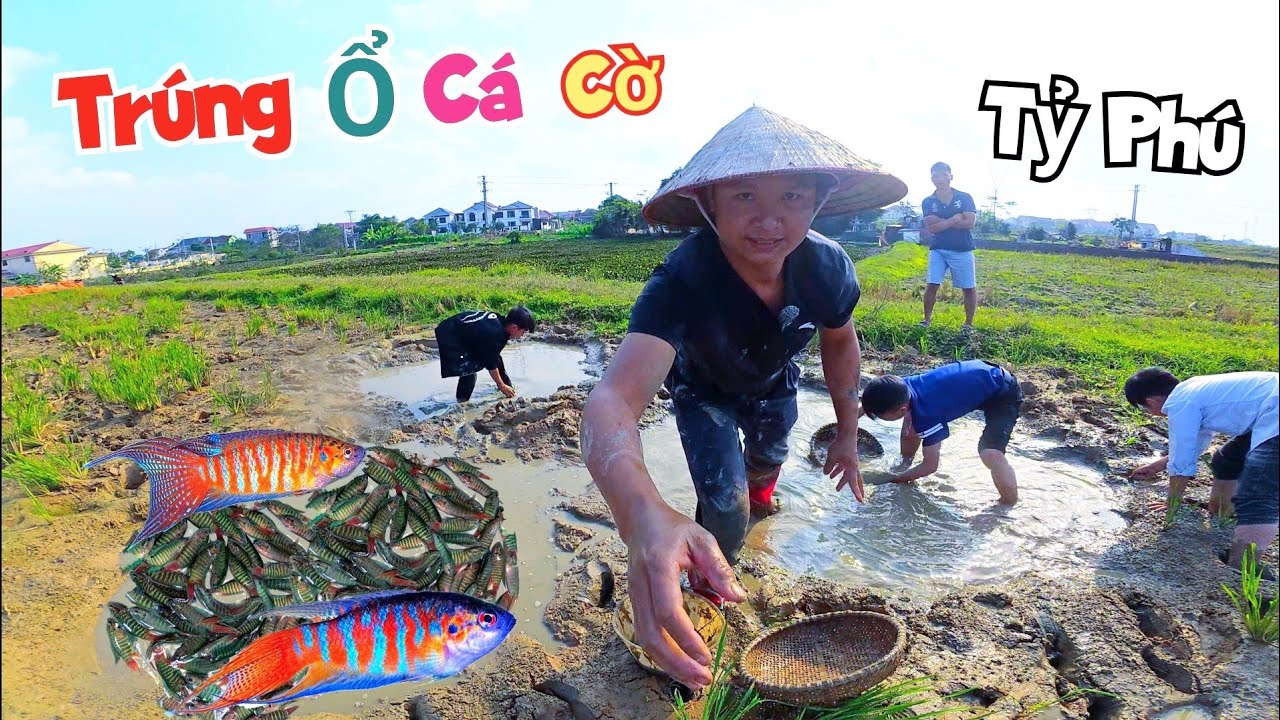 Bỗng Dưng Thành Tỷ Phú Khi Kiếm Được Ổ Cá Cờ Cả Làng Ra Bắt Không Hết / Quế Nghịch