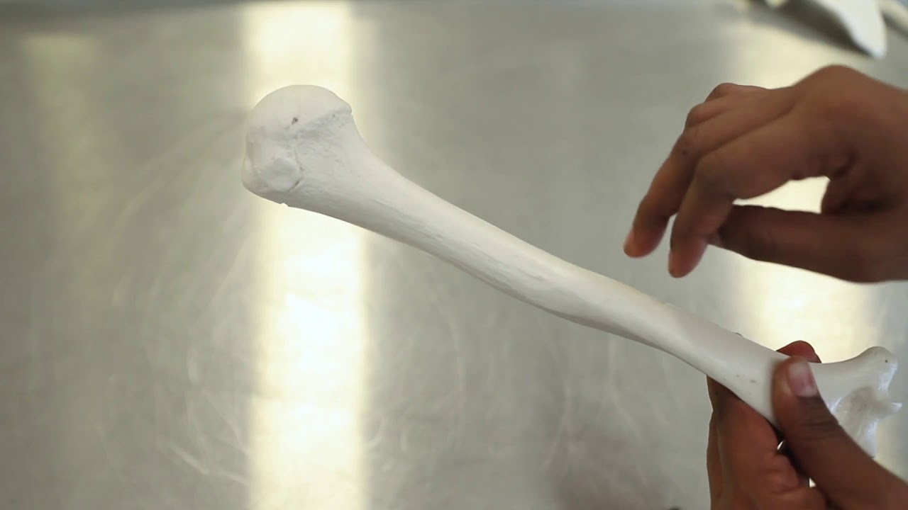 OSPE: Anatomy Lab, bones and joints