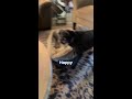Workdogs Sing Bark Happy Birthday рџЋ рџђѕ Workdogs Sing Bark Happy Birthday рџЋ рџђѕ