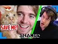 Why Cheeto Must Be Saved From Shane Dawson!! +Why I Would Date Amber Heard - SHAKED EP. 35