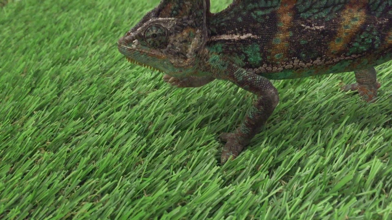 Pablo a Sisakos kaméleon séta-Chameleon walking