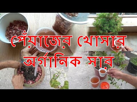 ভিডিও: পেঁয়াজের খোসা একটি চমৎকার সার