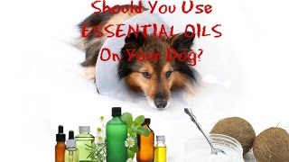 3 Essential Oils for Dogs