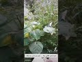 كتبنا بالدم الغالي بيانا نخبر من نحب بما دهانا #اناشيد يمنيه قديمه #تيك_توك #لايك #nature #ترند 