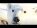 World Wildlife Fund: Celebrate wildlife like polar bears this season