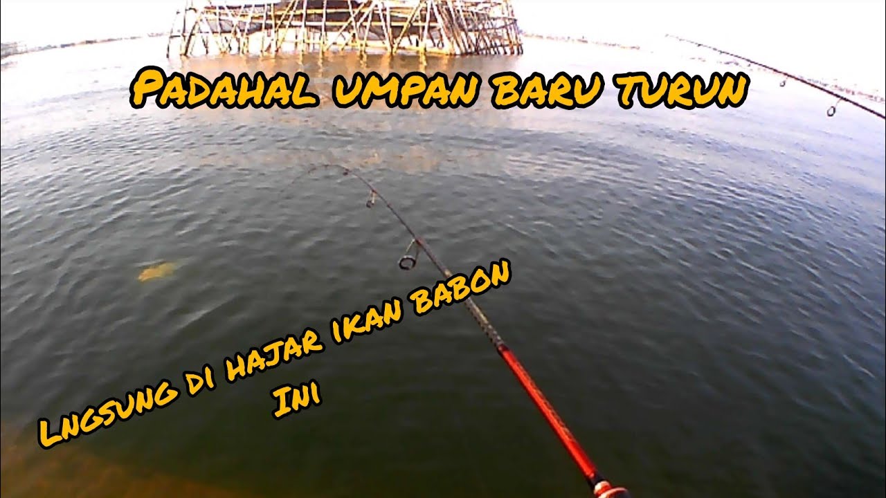 mancing Semarang❗sensasi strike ❗strike ikan babon ini di || dam merah‼️pakai rod daido emperor