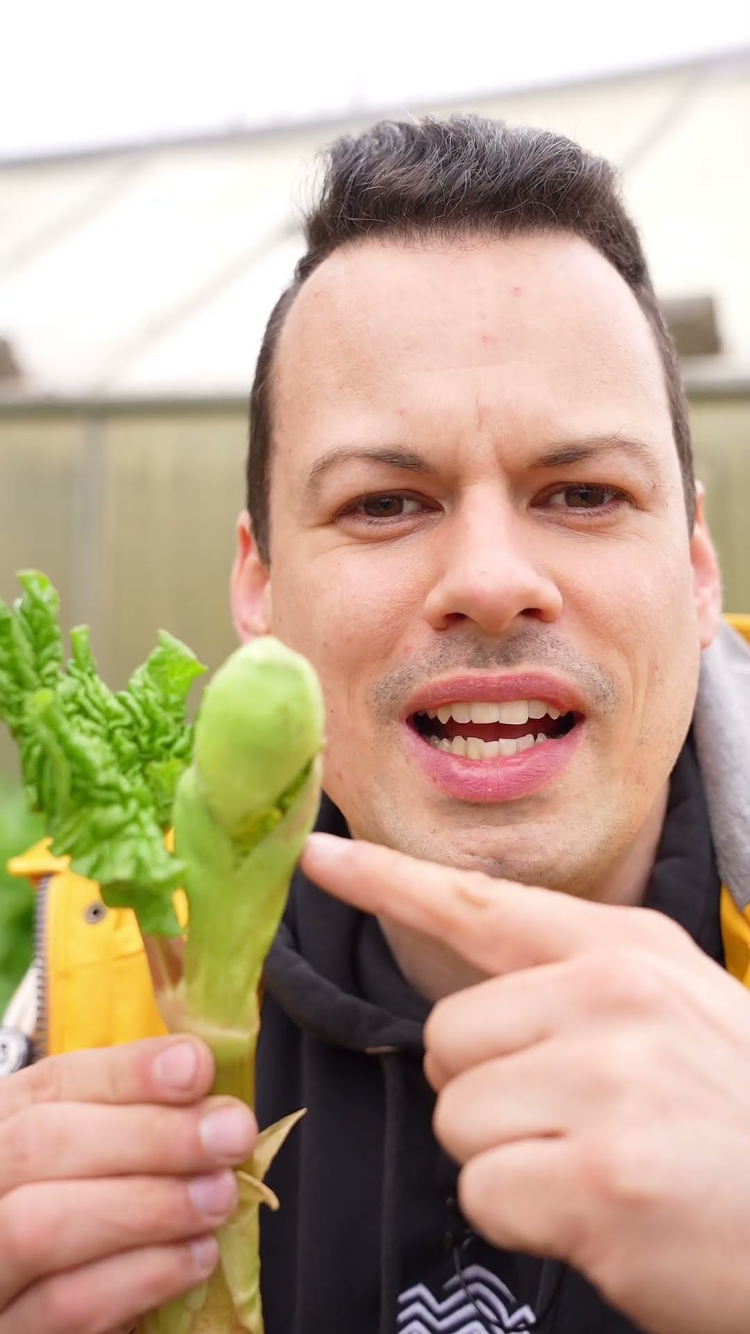 Rhabarber Blüten ja oder nein? #shorts - YouTube Rhabarber Blüten ja oder nein? #shorts - YouTube