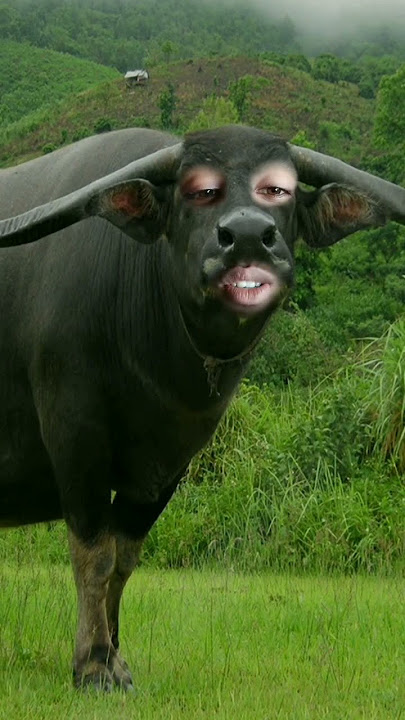 ola tu Peele bhains ka munh aur 😂😀😀😂